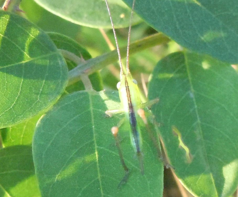 Neanide femmina di Conocephalidae (cfr. Xiphidion discolor)